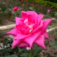 20111203779