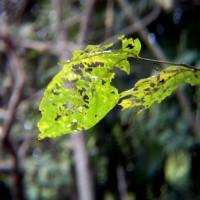 20111203802