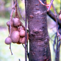 20111203807