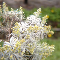 20111203809
