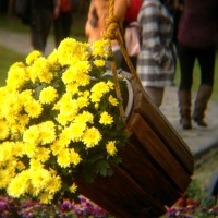 20111203833